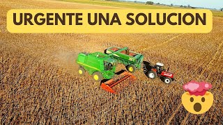 URGENTE una SOLUCION para SEGUIR Cosechando Girasol [upl. by Ingraham]