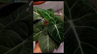 Repot Alocasias for Better Growth  Alocasia Plant Care Indoors [upl. by Nydia]