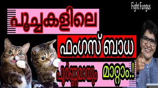 Effective Tips For Manage Ringworm In Cats  Fighting Fungus  Nandas PetsampUs  Vanaja Subash [upl. by Anetta]