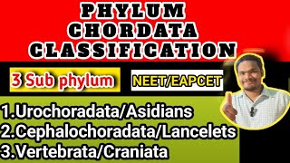 Phylum chordata classificationphylum chordata class 11 by Sagar zoology [upl. by Akina]