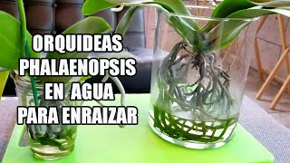 Orquideas Phalaenopsis en Agua para Enraizar [upl. by Aisats]