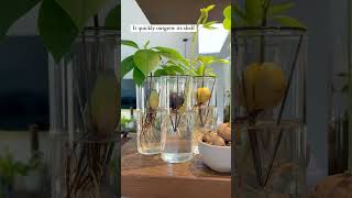 Growing A Chestnut Tree From Seed In Water [upl. by Anair]