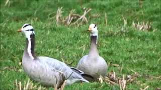 Barheaded Geese  Indische Ganzen Anser Indicus [upl. by Rimaa]