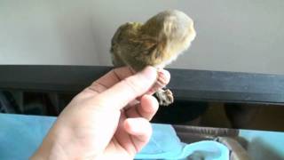 Pygmy Marmoset ピグミーマーモセット [upl. by Alyacim]