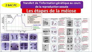 transfert de linformation génétique au cours de la reproduction sexuée  la méiose 2 bac PC [upl. by Vinson]