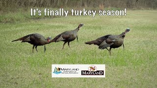 Its Finally Turkey Season  Maryland Department of Natural Resources [upl. by Uel]