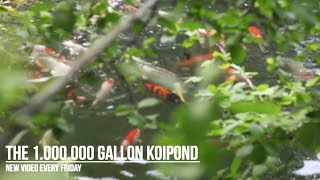 The 1000000 Gallon Koipond  E006  130 Koi playing in the woods [upl. by Alegnasor978]