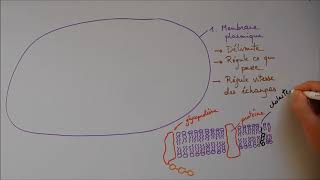 Structure cellulaire 1  Membrane noyau appareil de Golgi [upl. by Urbanna]