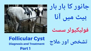 Follicular Cyst in Cowpart 1 Janwar ka bar bar heat main ana Repeat breeding cow Diagnosis amp Rx [upl. by Burt725]