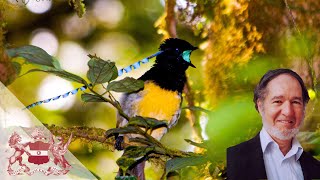 The Marvel of New Guinea Birds  Jared Diamond [upl. by Aisnetroh220]