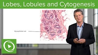 Lobes Lobules and Cytogenesis – Histology  Lecturio [upl. by Carlos]