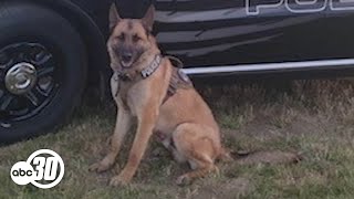 Questions remain around death of Coalinga Police K9 Nitro [upl. by Thorny]