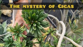 The Mystery of Dorstenia Gigas [upl. by Narmak]