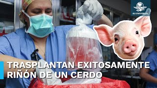 Así fue el trasplante de riñón de cerdo en un paciente vivo [upl. by Novat]