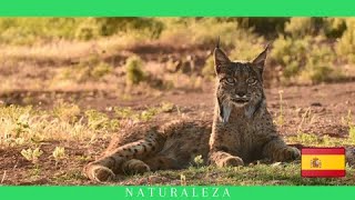 Lince Iberico [upl. by Nolyag]