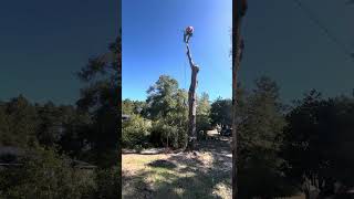 Oak Top 😱Rigging 🎯Natural Crotch Rigging Technique 🤔 [upl. by Priest]