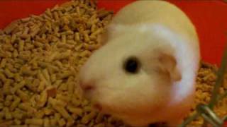 Singing Chirping Guinea Pig Rare Sound [upl. by Tterag]