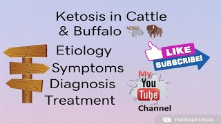 Ketosis in Cattle and Buffalo 🐃🦬🦬🐃🐃🐃 [upl. by Tartan]