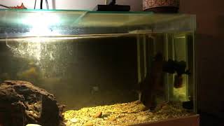 WolfFish Hoplias Aimara live feeding MOUSE [upl. by Jerman165]