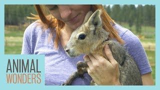 New Baby Patagonian Cavy [upl. by Asum]