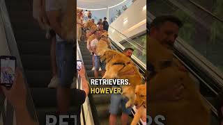 Adorable Dogs Riding Escalator 🥰 [upl. by Teddy]