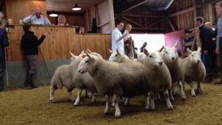 Armadale Farm Lambs  Lairg Sales 2015 [upl. by Neelram]