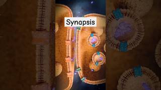 Synapsis shorts mbbs femalereproductivesystem pregnancy [upl. by Tabbi553]