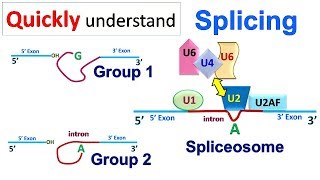 Splicing [upl. by Adlecirg]