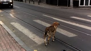 Cachorros ensinam a atravessar a rua [upl. by Nodnnarb]