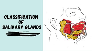 Classification of Salivary Glands [upl. by Guadalupe]