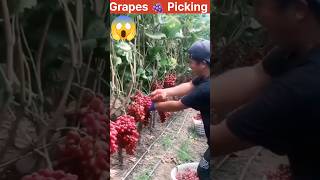 Amazing Grape Harvesting 🍇 youtubeshorts shortsvideo shorts [upl. by Nerfe]