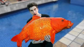 What is it like to buy koi in Germany [upl. by Buonomo]