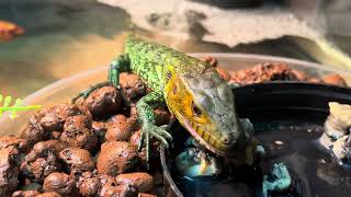 Caiman Lizard snacking on snails [upl. by Gibbie61]