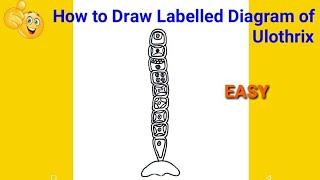 how to draw ulothrix  how to draw diagram of ulothrix class 10  diagram of ulothrix [upl. by Attirehs]