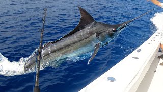 Epic Blue Marlin Encounter amp 14 Yellowfin Tuna Catch  Unforgettable Fishing Adventure CCampC [upl. by Anayk895]