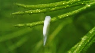 African Clawed Frogs Stage 1 Spawn and Hatchlings Xenopus laevis  Laich und Kaulquappen [upl. by Enerak420]