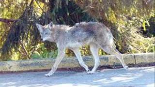 Coyotes In Florida [upl. by Pope]