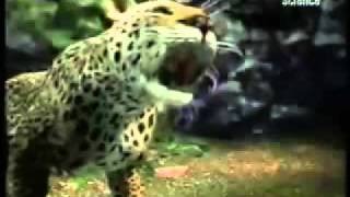 Animal Fight Leopard v Gorilla [upl. by Brouwer]