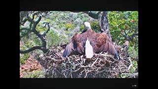 Cruz at Fraser Point Nest Stunning Heraldic Pose 04172024 exploreorg [upl. by Sandon284]