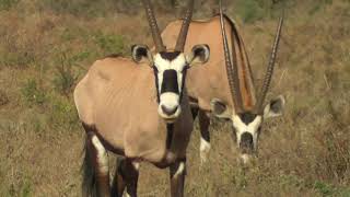 SOUTH AFRICA oryx or gemsbok [upl. by Georas]