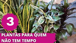 3 plantas para quem não tem tempo Baixa manutenção e alta beleza [upl. by Ruford432]