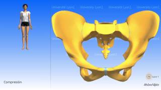 Artrología de la pelvis la sínfisis del pubis [upl. by Nedroj]