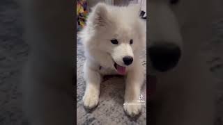 Service Dog Training servicedog servicedogintraining samoyed dog dog dogtraining [upl. by Kline]