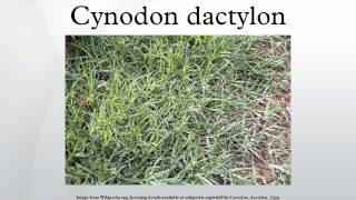 Cynodon dactylon [upl. by Hattie269]