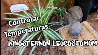 Kinosternon leucostomum opinión y consejos [upl. by Zebapda]