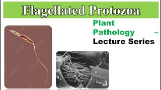 Flagellated protozoa infection in plant  Principles of Plant Pathology [upl. by Gabriela435]