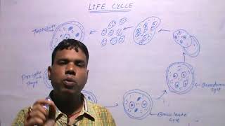 ENTAMOEBA HISTOLYTICAReproduction Process [upl. by Desma]