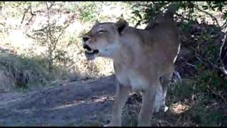 BATTLE Lions vs Leopard Impala in the Tree Roaring [upl. by Artim259]