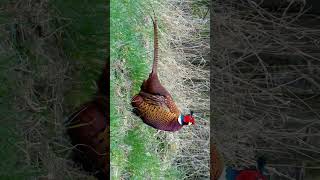 Ringnecked Pheasant Common Pheasant Phasianus colchicus  Observed in Description [upl. by Jamaal563]