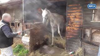 Warning  Distressing footage RSPCA Arab horse case rescue [upl. by Lemahs]